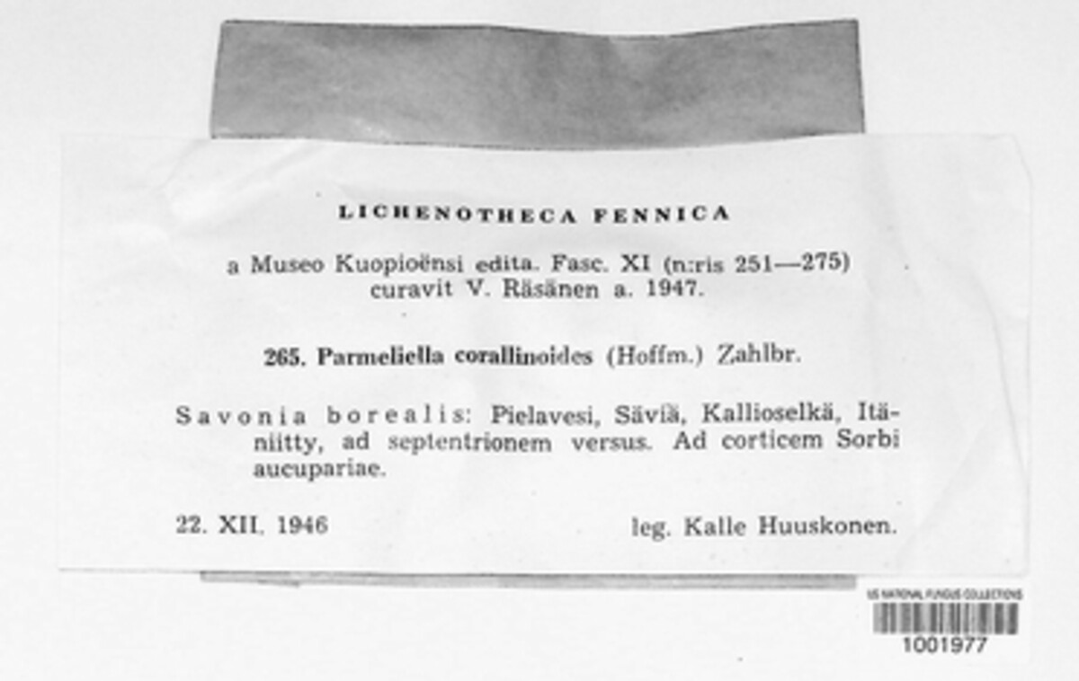 Parmeliella corallinoides image
